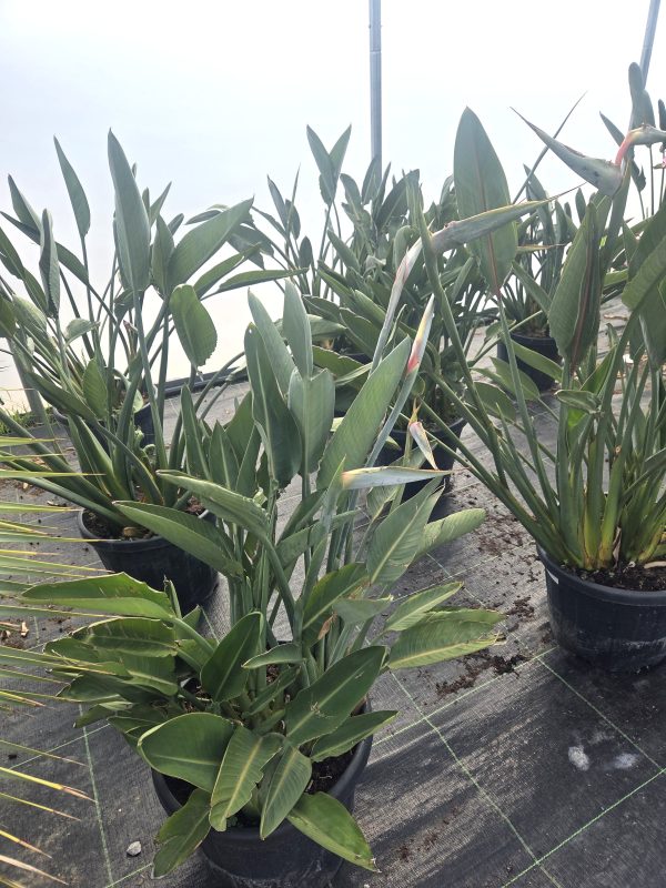 Strelitzia reginae – Strelicja królewska – Wys. 130– 140 cm - obrazek 5