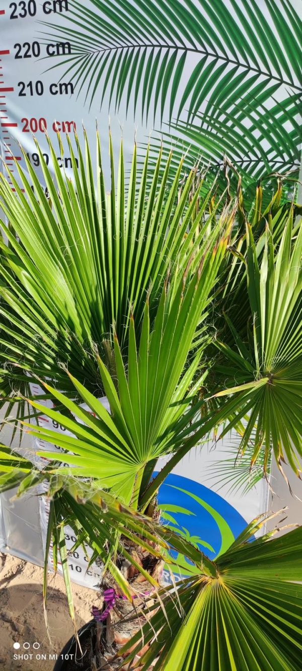 Washingtonia robusta  220–230 cm - obrazek 5