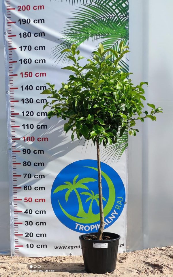 Drzewko Cytrynowe – Cytryna – Citrus Limon –  Wys. 160 - 170 cm - obrazek 2