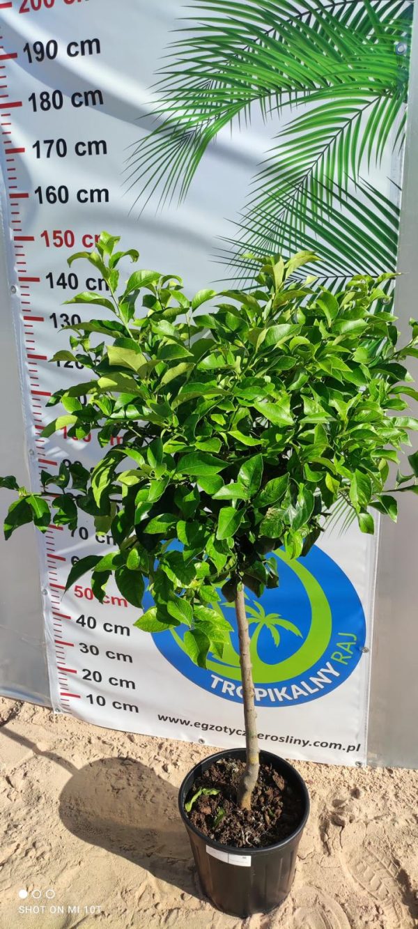 Drzewko Cytrynowe – Cytryna – Citrus Limon –  Wys. 160 - 170 cm - obrazek 3