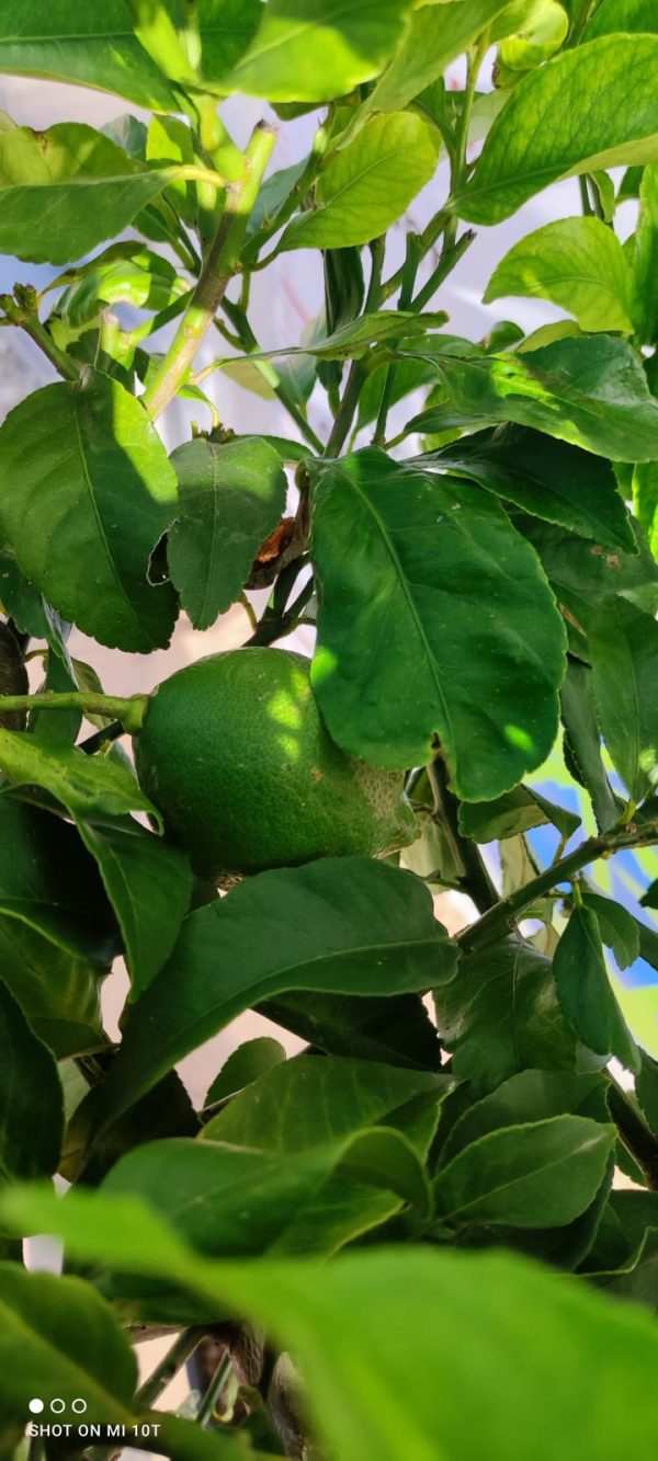 Drzewko Cytrynowe – Cytryna – Citrus Limon –  Wys. 160 - 170 cm - obrazek 4