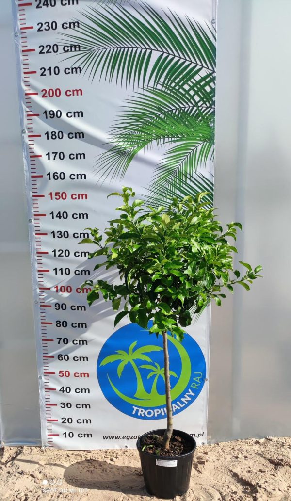 Drzewko Cytrynowe – Cytryna – Citrus Limon –  Wys. 160 - 170 cm - obrazek 5