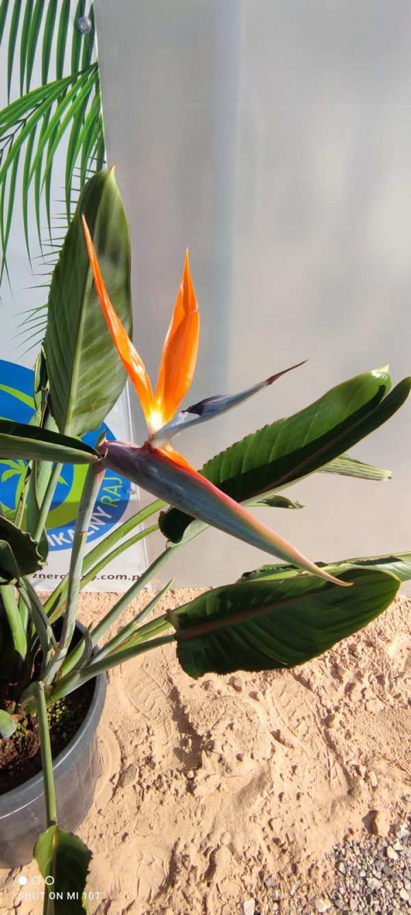 Strelitzia reginae – Strelicja królewska – Wys. 130– 140 cm - obrazek 3