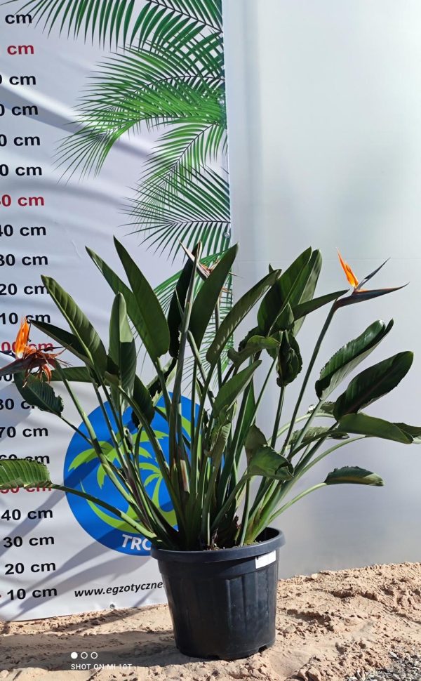 Strelitzia reginae – Strelicja królewska – Wys. 130– 140 cm - obrazek 4