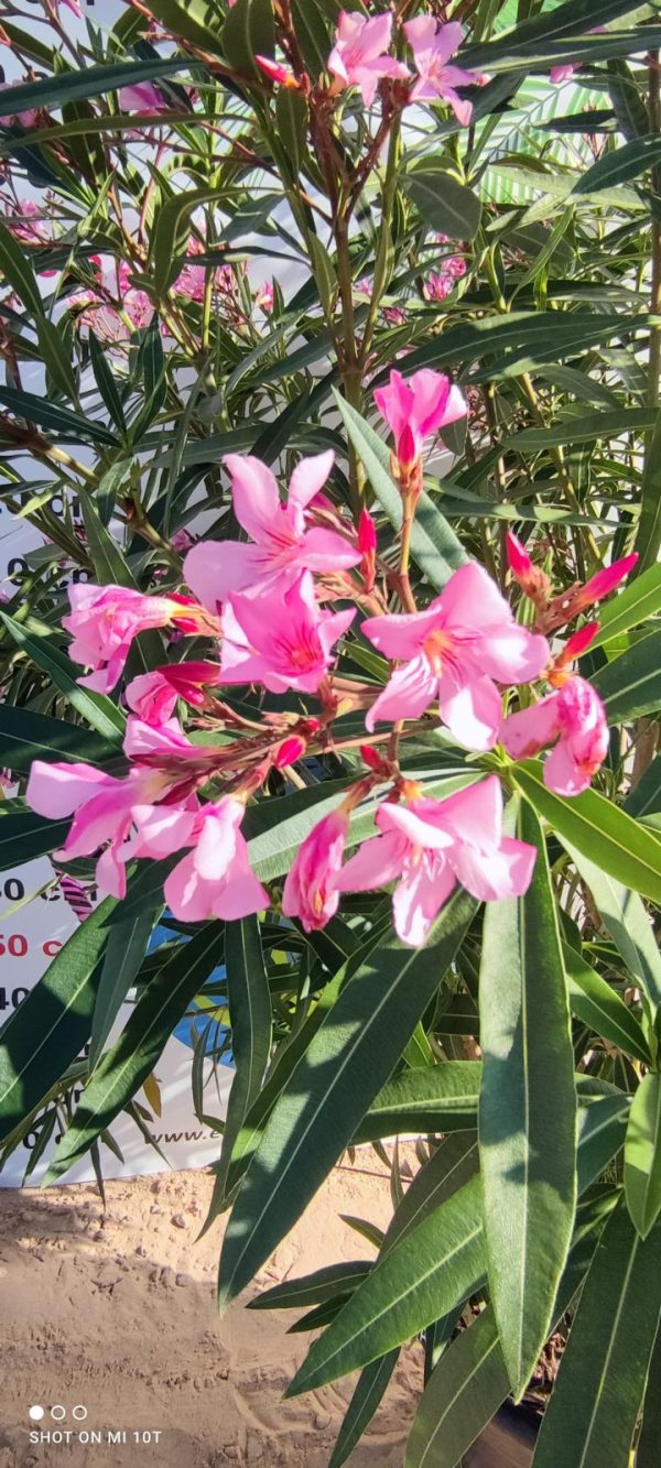 Nerium Oleander - obrazek 3
