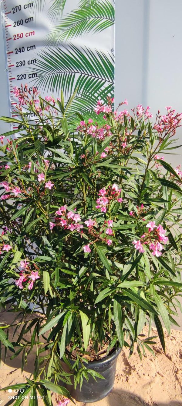 Nerium Oleander - obrazek 4