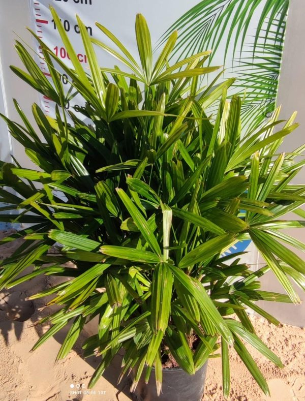 Rhapis excelsa – palma bambusowa - obrazek 2