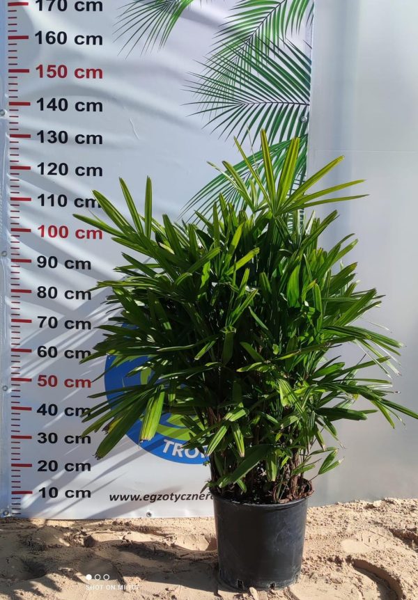 Rhapis excelsa – palma bambusowa - obrazek 3