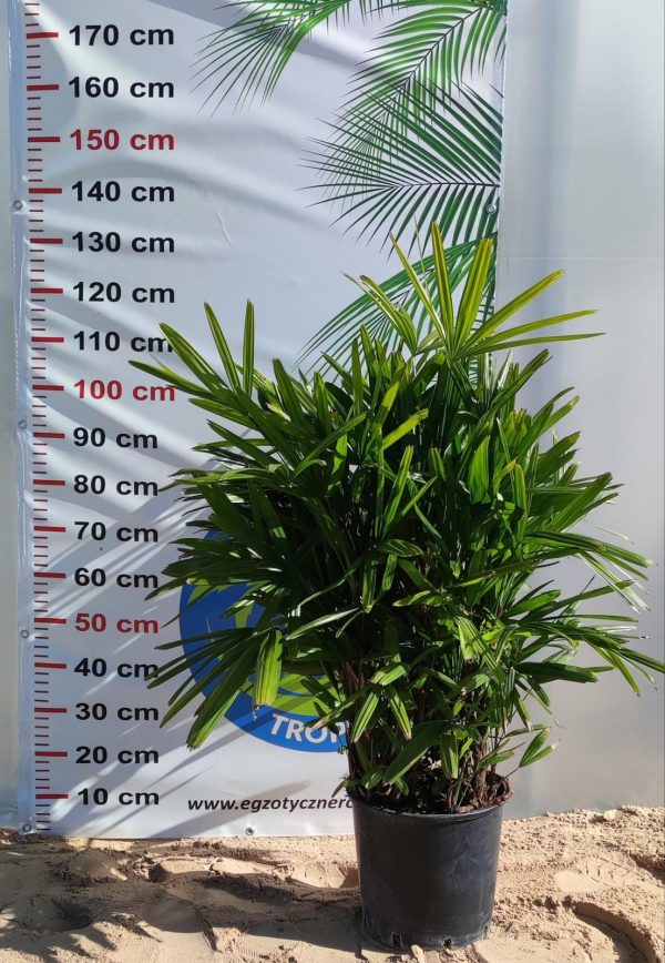 Rhapis excelsa – palma bambusowa - obrazek 4