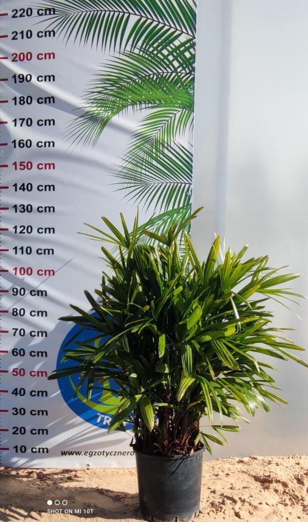 Rhapis excelsa – palma bambusowa - obrazek 5