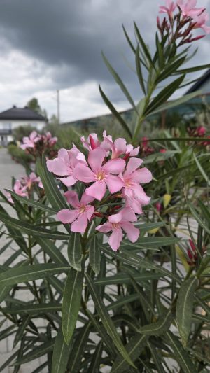 Nerium Oleander