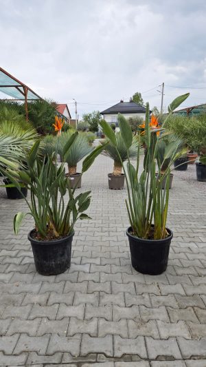 Strelitzia reginae – Strelicja królewska – Wys. 120– 140 cm
