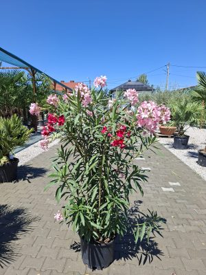 Nerium Oleander Rożowo-czerwony