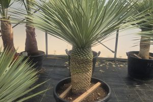 Yucca rostrata 150–160 cm