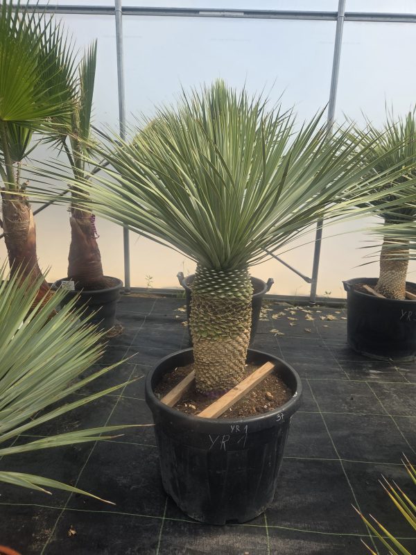 Yucca rostrata 150–160 cm