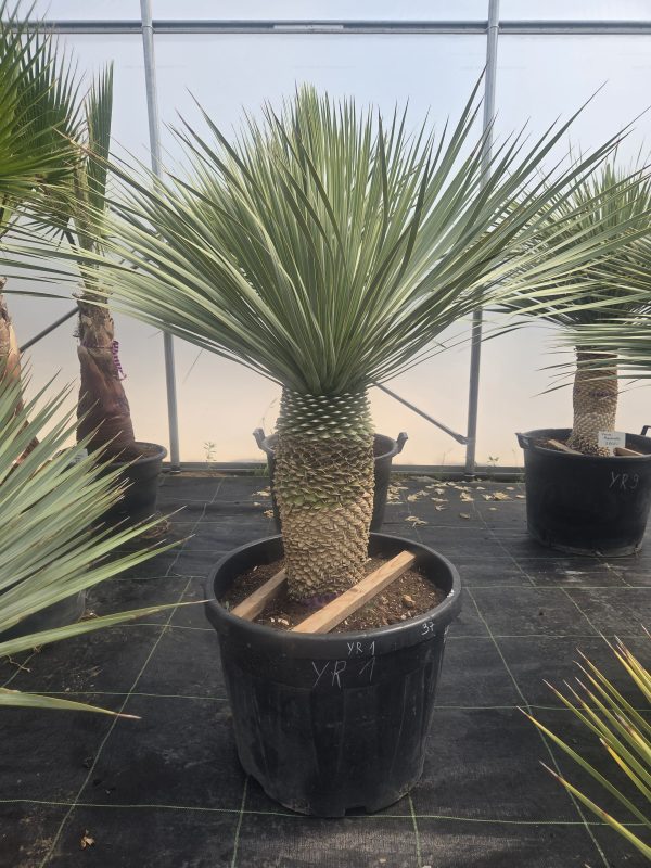 Yucca rostrata 150–160 cm - obrazek 3