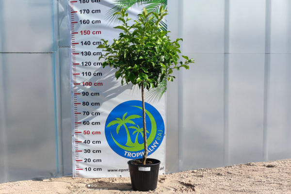 Drzewko Cytrynowe – Cytryna – Citrus Limon –  Wys. 160 - 170 cm