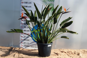 Strelitzia reginae – Strelicja królewska – Wys. 130– 140 cm