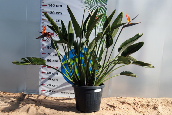 Strelitzia reginae – Strelicja królewska – Wys. 130– 140 cm