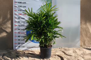 Rhapis excelsa – palma bambusowa