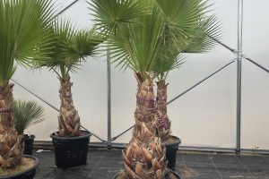 Washingtonia robusta  220–230 cm
