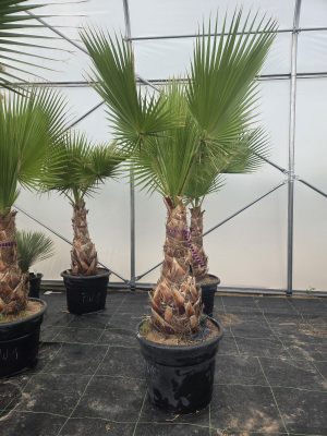Washingtonia robusta  200-210 cm
