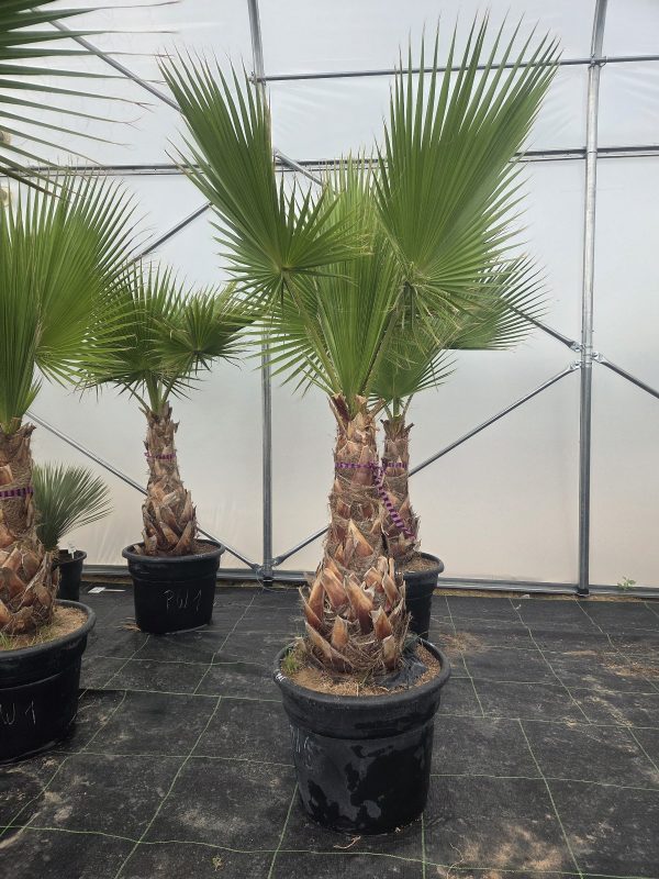Washingtonia robusta  220–230 cm