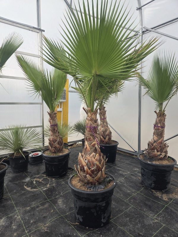 Washingtonia robusta  220–230 cm - obrazek 2