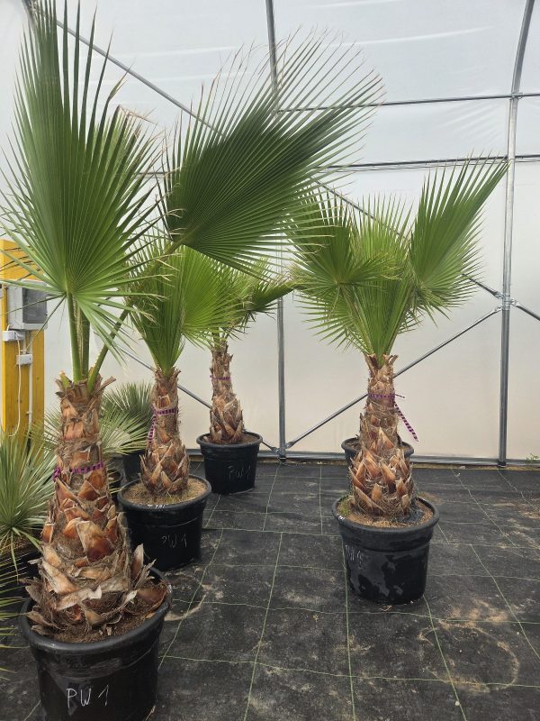 Washingtonia robusta  220–230 cm - obrazek 3