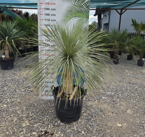 Yucca rostrata 160 cm - obrazek 3