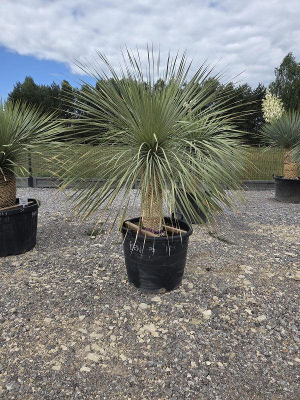 Yucca rostrata 160 cm - obrazek 2