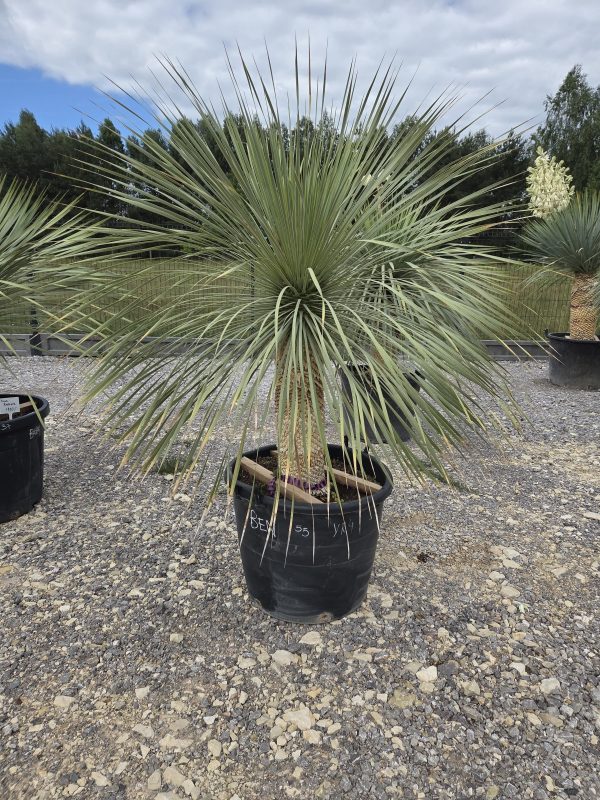 Yucca rostrata 160 cm - obrazek 4