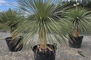 Yucca rostrata 160 cm