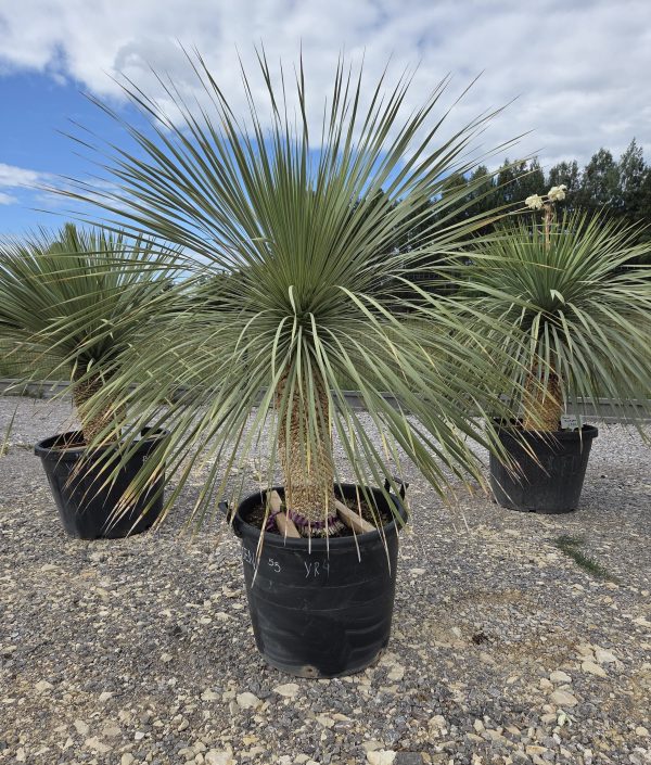 Yucca rostrata 160 cm