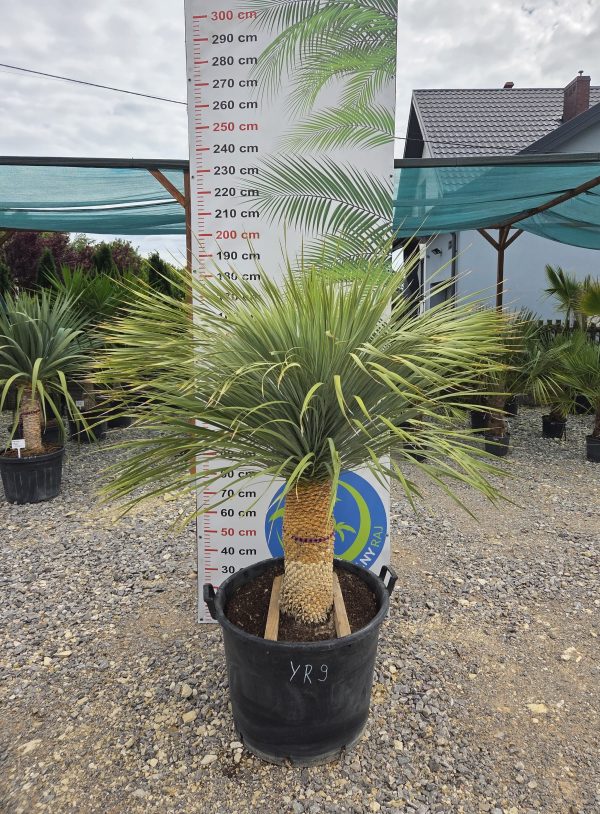 Yucca rostrata 180 cm - obrazek 2