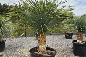 Yucca rostrata 180 cm