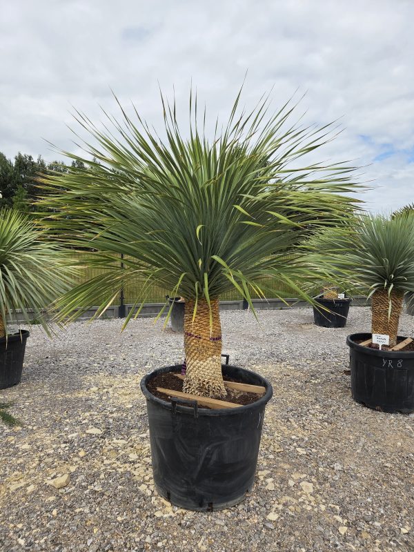 Yucca rostrata 180 cm