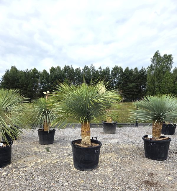 Yucca rostrata 180 cm - obrazek 4