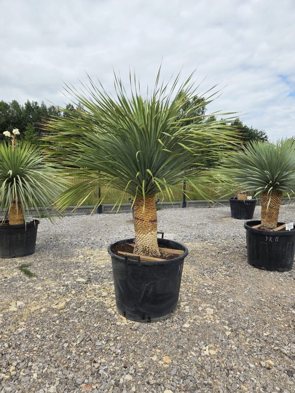 Yucca rostrata 180 cm - obrazek 3