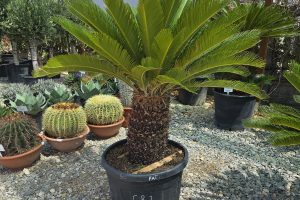 Cycas revoluta – sagowiec odwinięty 140 cm