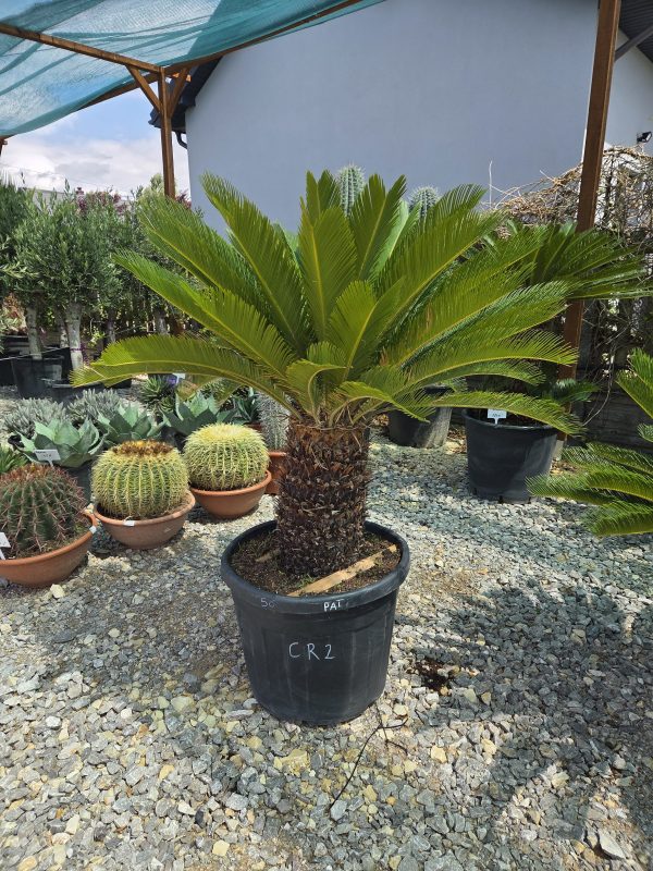 Cycas revoluta – sagowiec odwinięty 140 cm