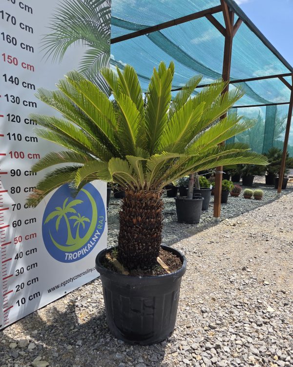 Cycas revoluta – sagowiec odwinięty 140 cm - obrazek 2