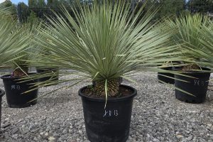 Yucca rostrata 90 cm