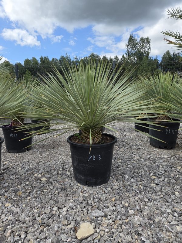 Yucca rostrata 90 cm
