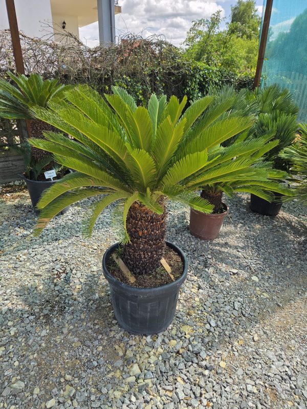 Cycas revoluta – sagowiec odwinięty 140 cm - obrazek 3