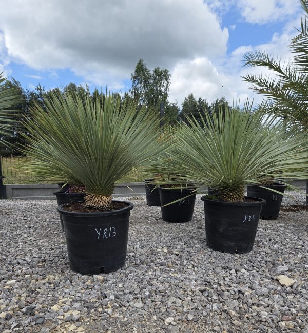 Yucca rostrata 90 cm - obrazek 3