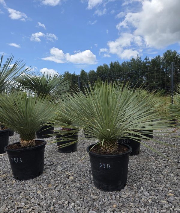 Yucca rostrata 90 cm - obrazek 4