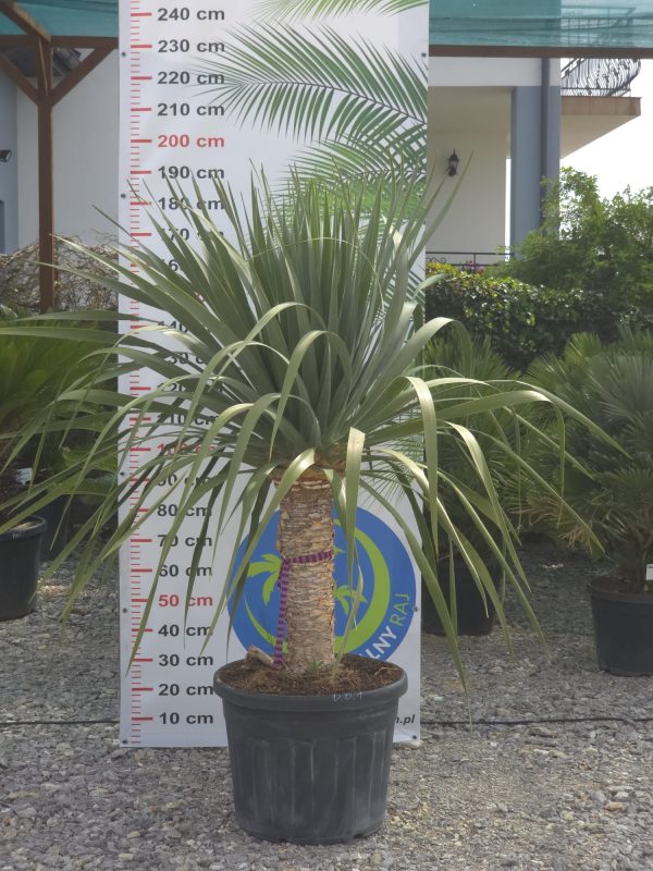 Dracaena draco - Smocze drzewo | Wys. ok. 180–190 cm - obrazek 2