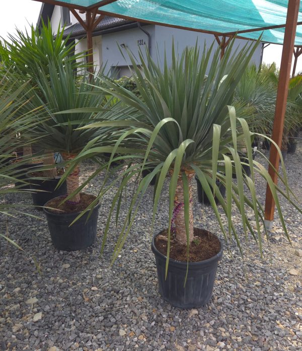 Dracaena draco - Smocze drzewo | Wys. ok. 180–190 cm - obrazek 3