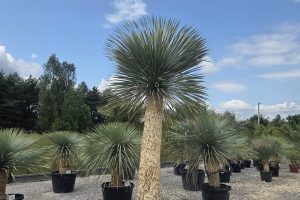 Yucca rostrata 290-300 cm